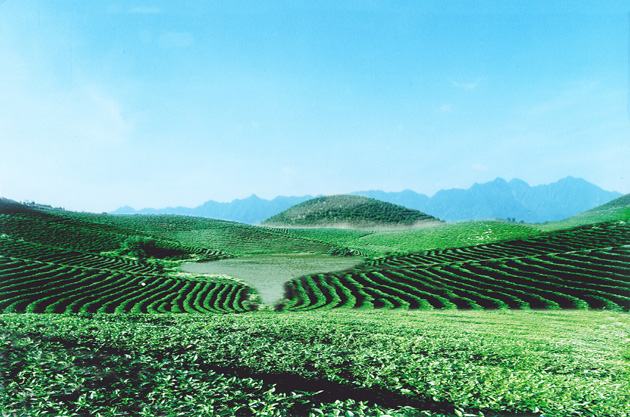 茶叶文化的摇篮——巴蜀